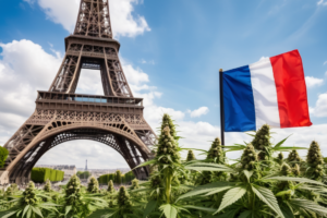 An image representing cannabis in France